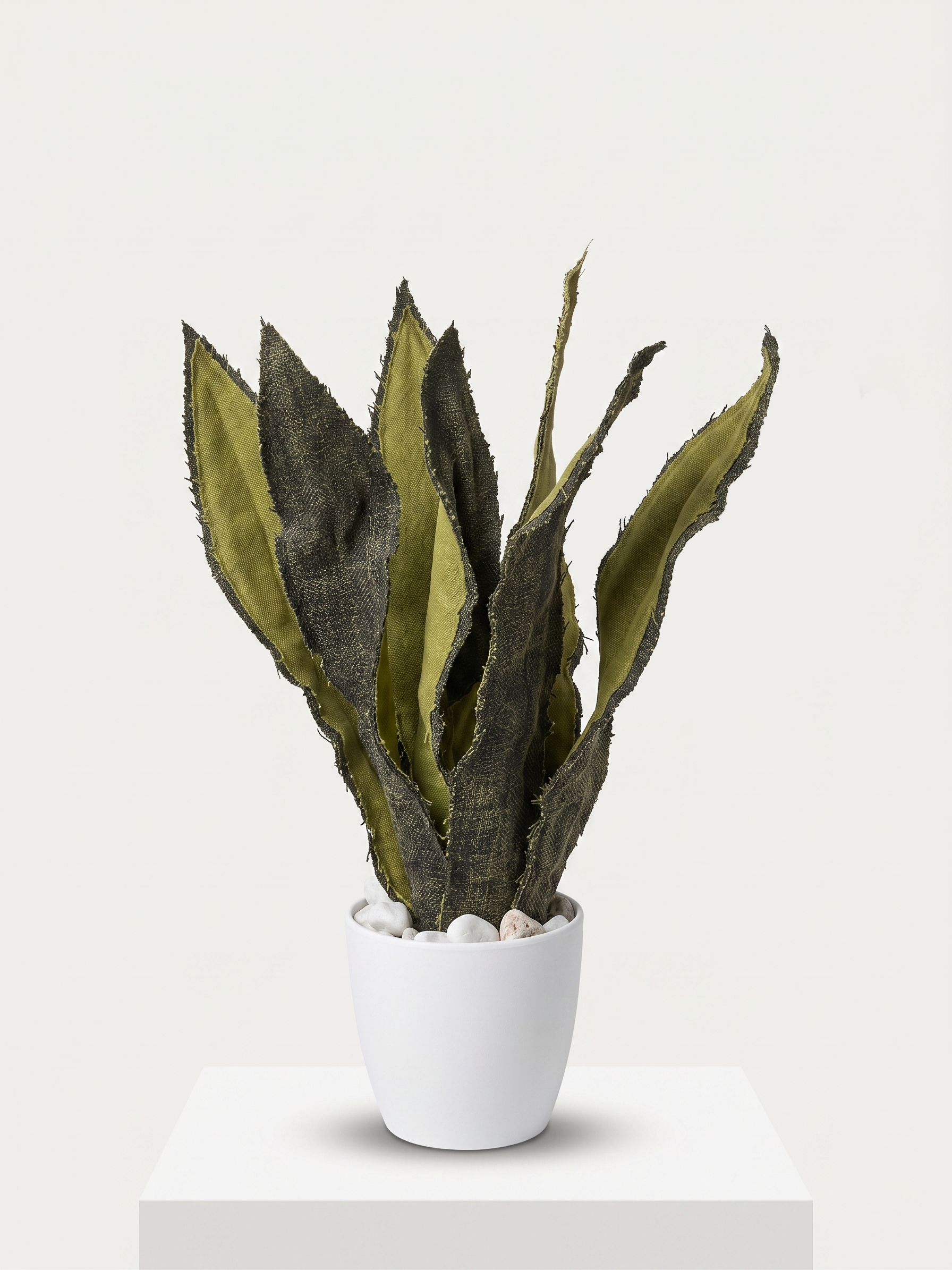 Sanseveria